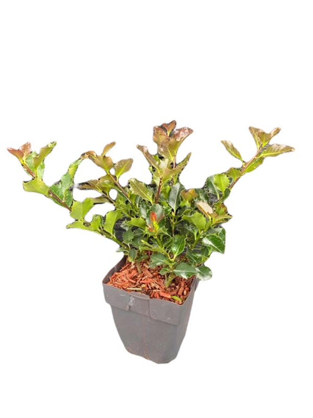 Ilex aquifolium - C2